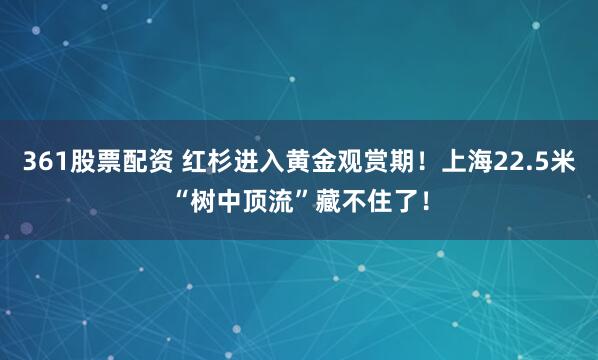 361股票配资 红杉进入黄金观赏期！上海22.5米“树中顶流”藏不住了！